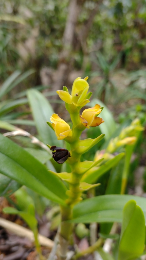 Epidendrum alvarezdeltoroi Hágsater