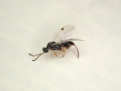 Oxyserphus