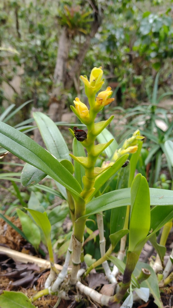 Epidendrum alvarezdeltoroi Hágsater 2