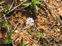 Iberis pectinata