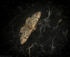 Gymnoscelis lophopus