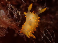 Crimora papillata