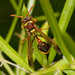 Ropalidia gregaria - Photo (c) Lek Khauv, algunos derechos reservados (CC BY), subido por Lek Khauv