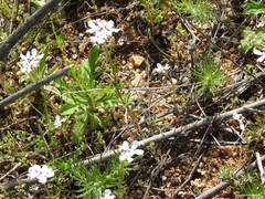 Iberis pectinata