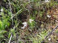 Teucrium pseudochamaepitys