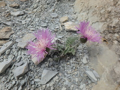 Psephellus declinatus