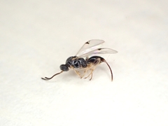 Oxyserphus