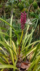 Arpophyllum laxiflorum