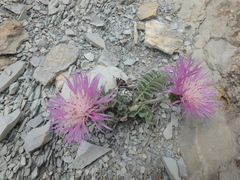 Psephellus declinatus