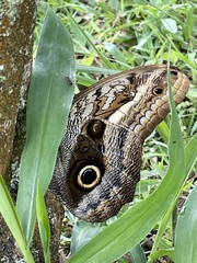 Caligo oileus