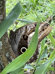 Caligo oileus