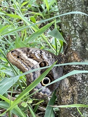 Caligo oileus