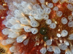 Pycnoclavella atlantica