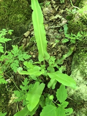 Asplenium scolopendrium americanum