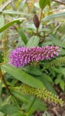 Veronica × andersonii