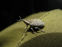 Lepyrus palustris