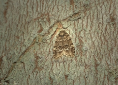 Scaphidriotis xylogramma
