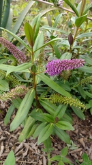 Veronica × andersonii