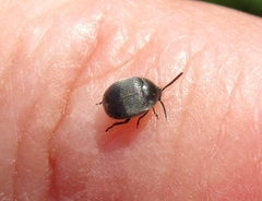 Spermophagus sericeus