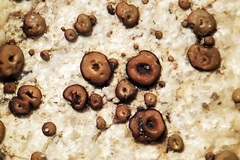 Acarospora obpallens