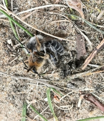 Andrena barbilabris