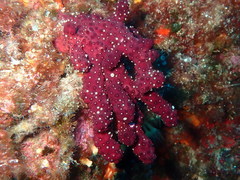 Alcyonium acaule
