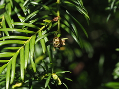 Cecidophyopsis psilaspis