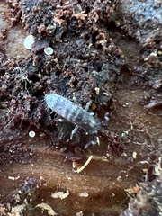 Pogonognathellus dubius