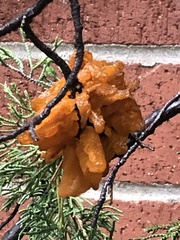 Gymnosporangium clavariiforme