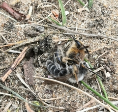 Andrena barbilabris