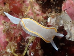 Diaphorodoris alba