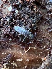 Pogonognathellus dubius