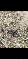 Andrena barbilabris