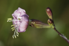 Silene longicilia