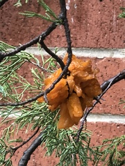 Gymnosporangium clavariiforme