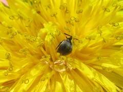 Spermophagus sericeus