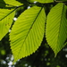 Slippery Elm - Photo (c) Zihao Wang, some rights reserved (CC BY)