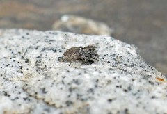 Habronattus sabulosus
