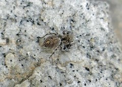 Habronattus sabulosus