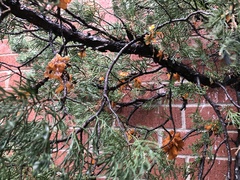 Gymnosporangium clavariiforme