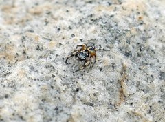 Habronattus sabulosus