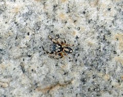 Habronattus sabulosus