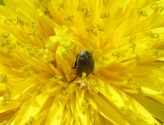 Spermophagus sericeus