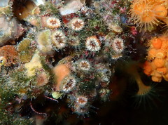 Polycyathus muellerae