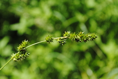 Carex sparganioides