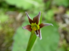 Sisyrinchium micranthum image