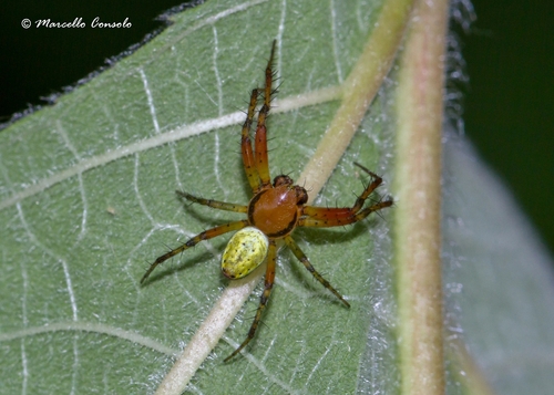 Cucumber Green Spider