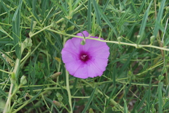 Ipomoea leptophylla