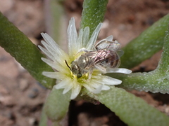 Halictus concinnus