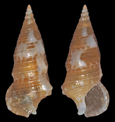 Limatium pagodula